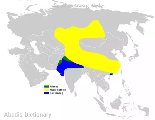 چلچله رودخانه ای کم رنگ